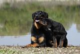 BEAUCERON - PUPPIES 205